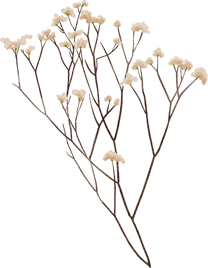 Baby's breath flower hand drawn watercolor